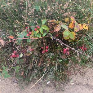 Unknown Species