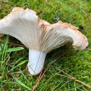 Unknown Species