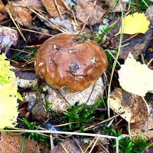 King Bolete