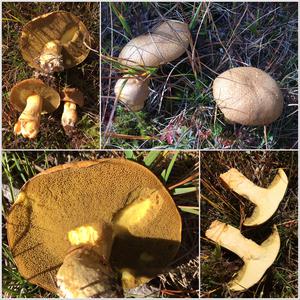 Jersey Cow Bolete