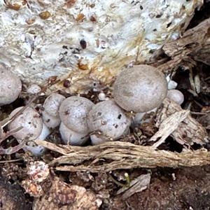 Oyster Mushroom