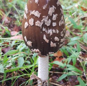 Magpie Ink-cap