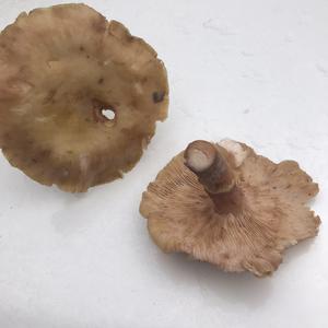 Unknown Species