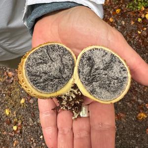 Pigskin Poison Puffball