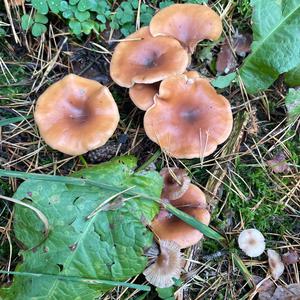 Unknown Species