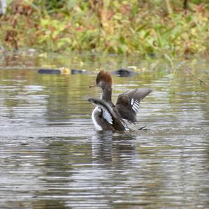 Hooded Merganser