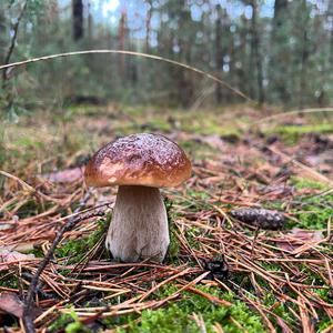 King Bolete