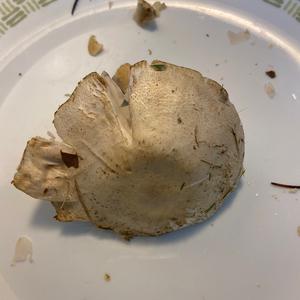 Unknown Species