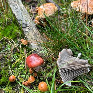 Rosy Spike Cap