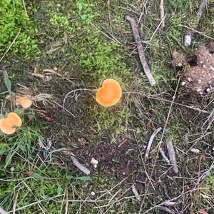 Unknown Species