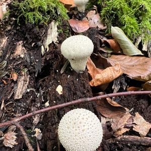 Gem-studded Puffball