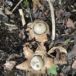 Unknown Species