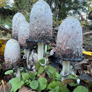 Shaggy Mane