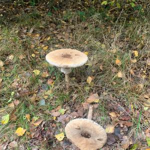 Unknown Species