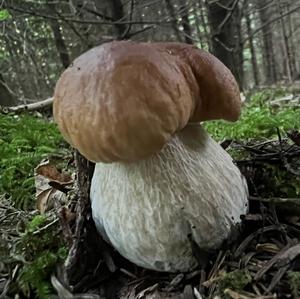 King Bolete