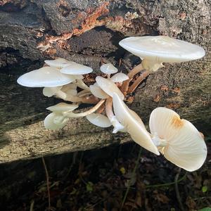 Porcelain Fungus