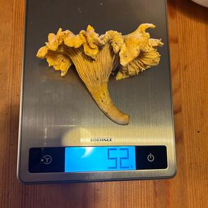 Chanterelle, Common