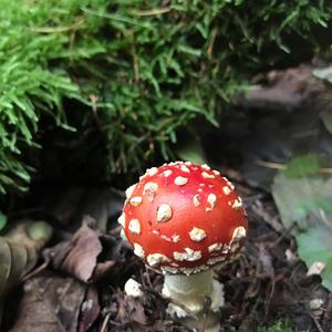 Fly Agaric