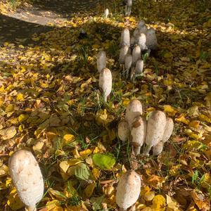 Shaggy Mane