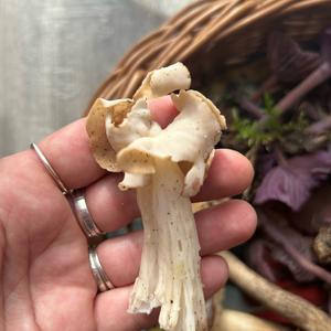 Fluted White Helvella