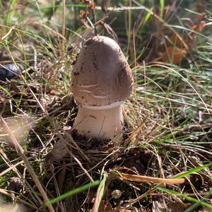 Parasol Mushroom