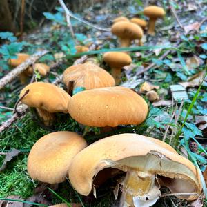 Golden False Pholiota