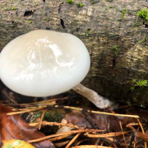 Porcelain Fungus