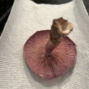 Unknown Species