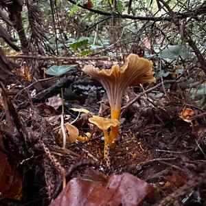 Trumpet Chanterelle