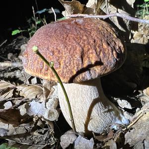 Summer Bolete