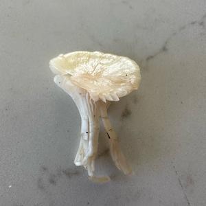 Unknown Species