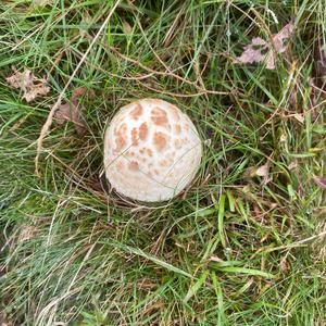 Unknown Species