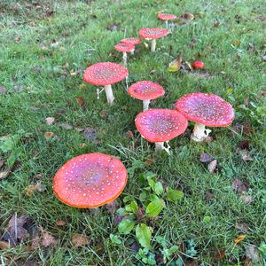 Fly Agaric