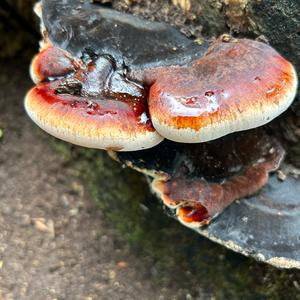 Resinous Polypore