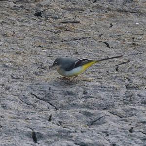 Grey Wagtail