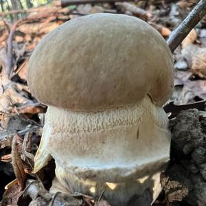 Summer Bolete