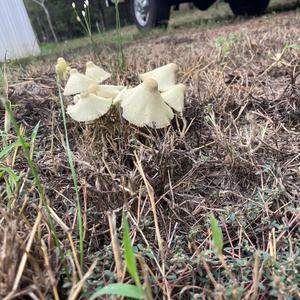 Unknown Species
