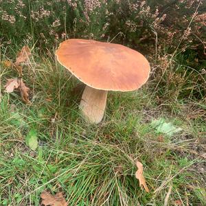 Unknown Species