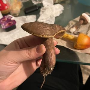 Bitter Bolete