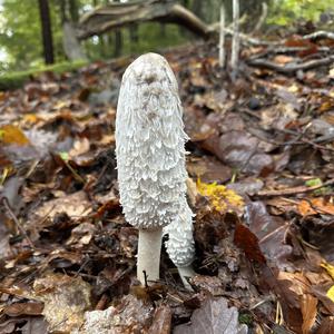 Shaggy Mane