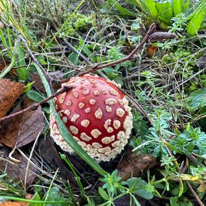 Fly Agaric