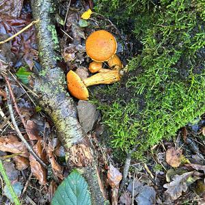 Unknown Species
