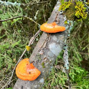 Cinnabar-red Polypore