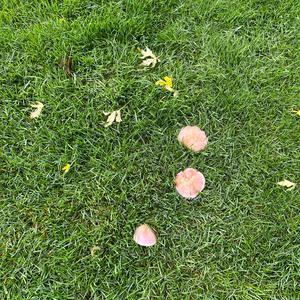 Unknown Species