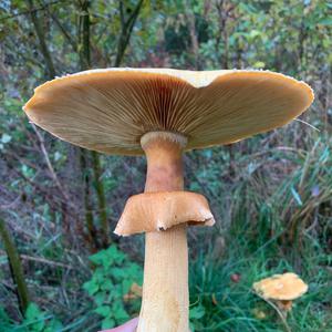 Unknown Species