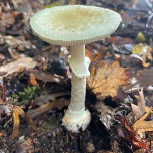 Citron Amanita