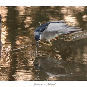 Black-crowned Night-heron