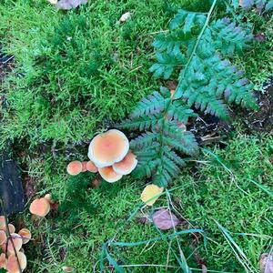 Unknown Species