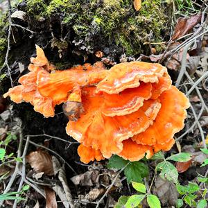 Unknown Species