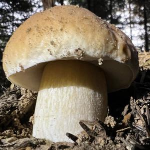 King Bolete